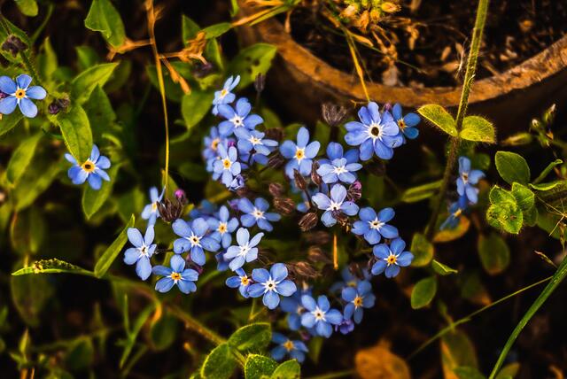 blaue Blümchen