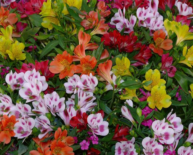 Blumenmeer