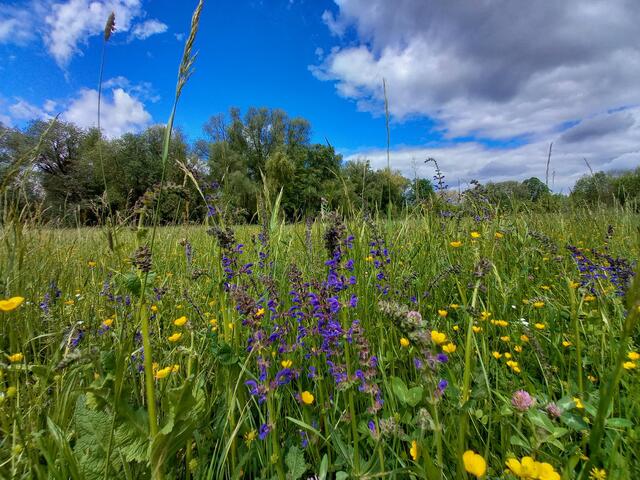 Blühende Wildblumenwiese in Brackenheim