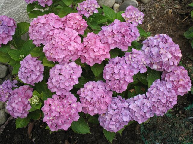 Hortensie, einfarbig
