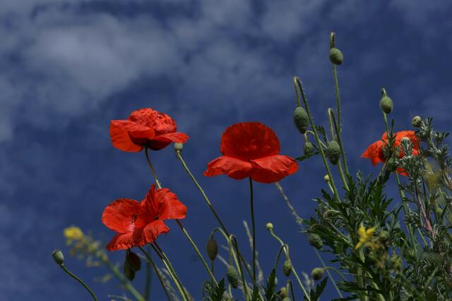 Klatschmohn (fotografiert in Kirchheim/Neckar)