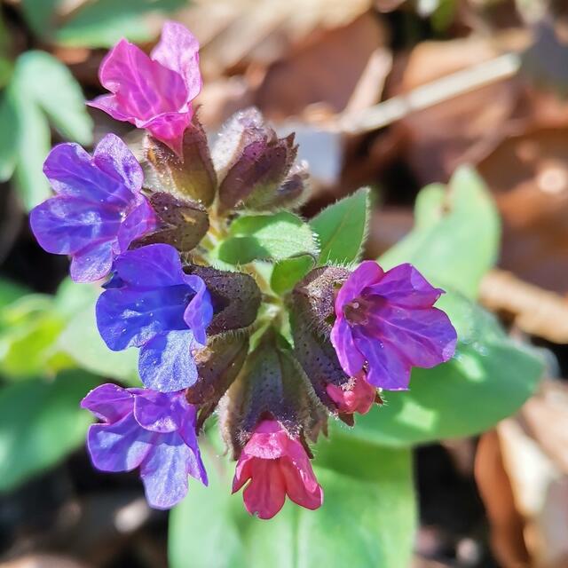Frühling:-)