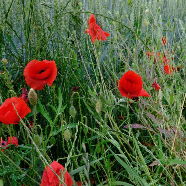 Mohn