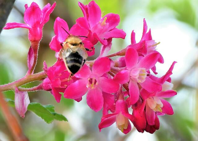 Ribisblüte