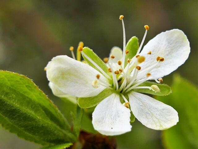 Zwetschgenblüte