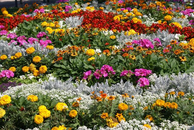Nordheimer Blumensommer-Impressionen 4
