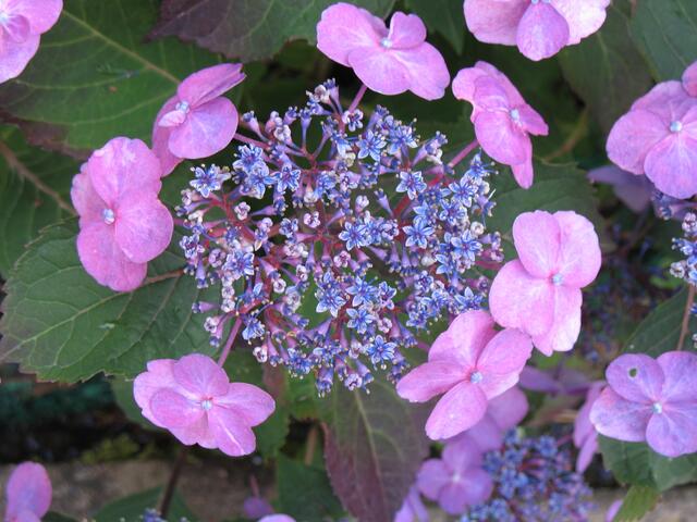 Hortensienblüte