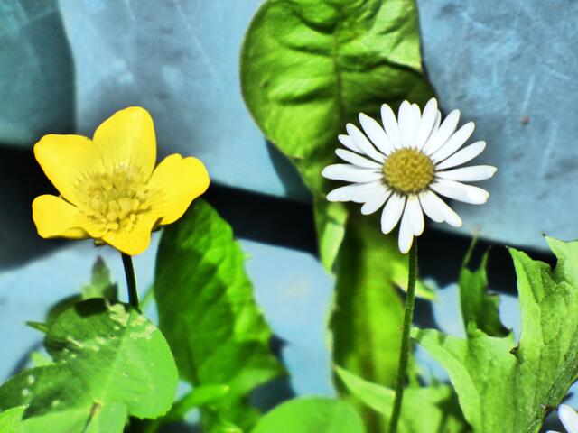 Flower-Power
