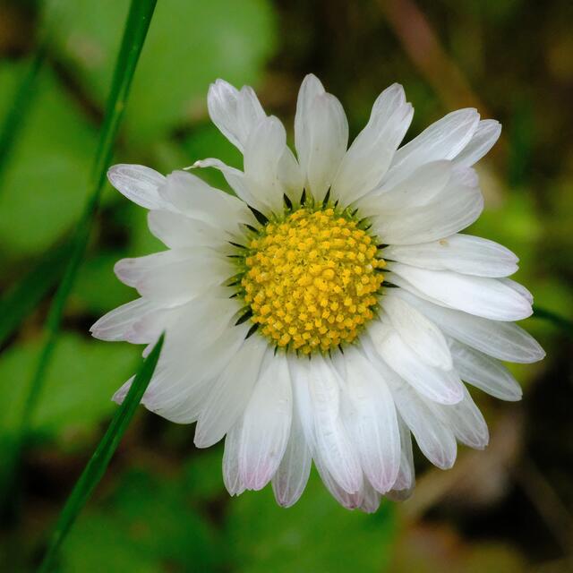 Gänseblümchen