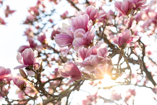 Sunset Magnolia Weinsberg