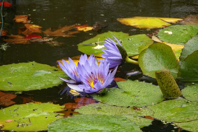 blaue Seerosen