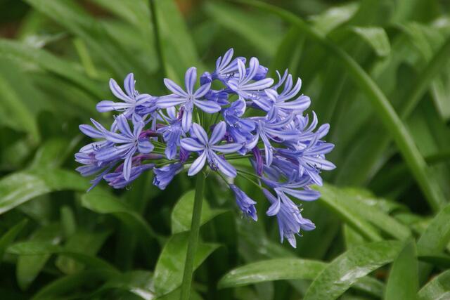 Agapanthus