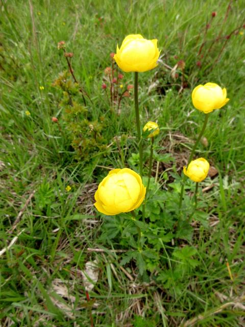 Im Naturschutzgebiet Längenloch fanden wir diese frechen, vorwitzigen Trollblumen. Und zwar nur diese Fünf. Ist nach dem kalten Mai auch wirklich ein wenig früh.