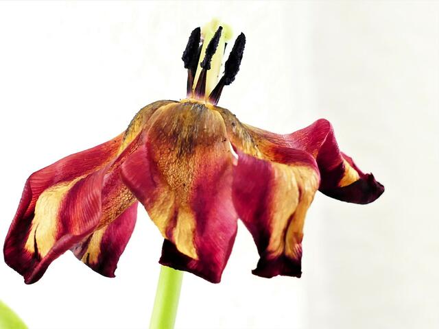 verblühte Tulpe