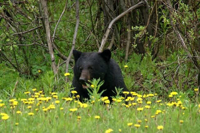 außer Konkurrenz: der Schwarzbär im Löwenzahn