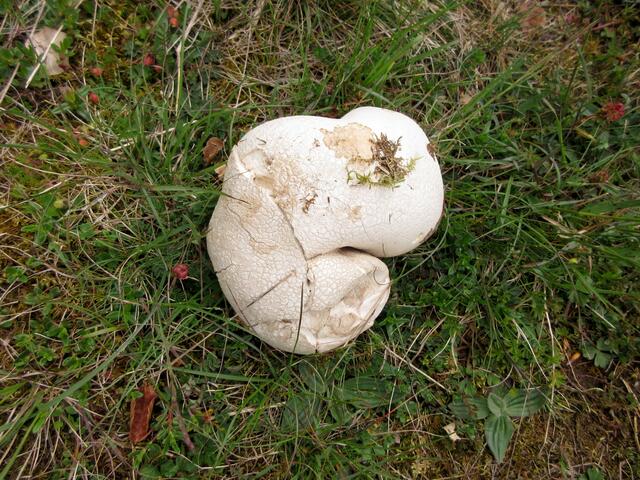 Obwohl wir keine Pilz-, sondern eher Pilskenner sind, handelt es sich hier um einen leicht zu bestimmenden Wiesenpilz, nämlich den Riesenbovist (Calvatia gigantea). Vor allem weil die im Netz beschriebenen reiferen Pilze daneben standen, die wirklich unangenehm rochen.