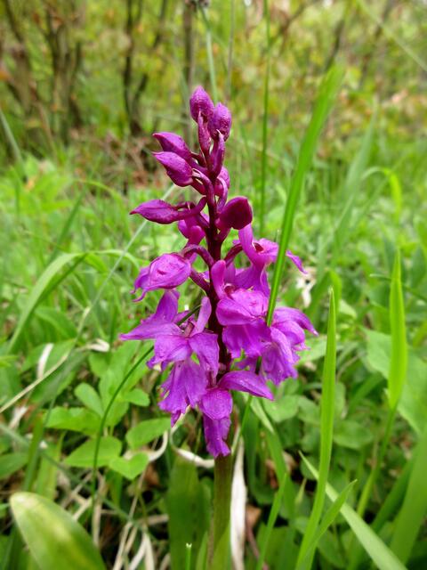 Doch ein Exemplar des Stattlichen Knabenkrauts (Orchis mascula) hat sich auch darunter gemischt.