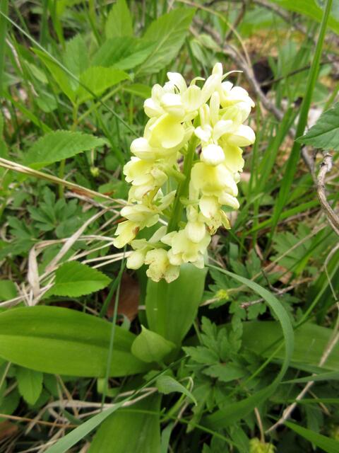 Hier auf dem Weg zum Zeller Horn fanden wir einen Standort mit vielen Pflanzen vom Blassen Knabenkraut (Orchis pallens)