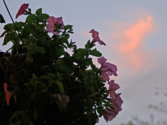 Beim Abendspaziergang entdeckt