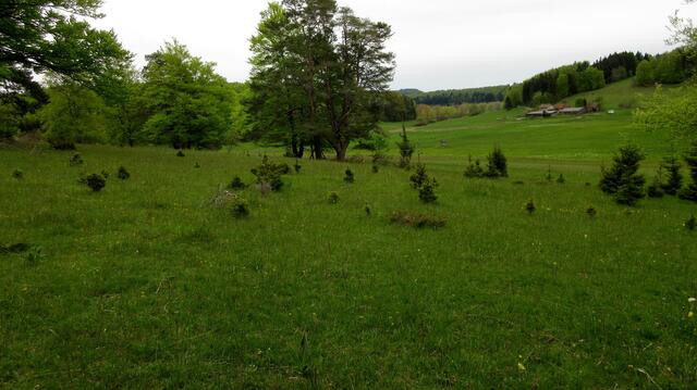 Wacholderheide mit gelbem Enzian vor der Blüte, im Hintergrund das Gefitze