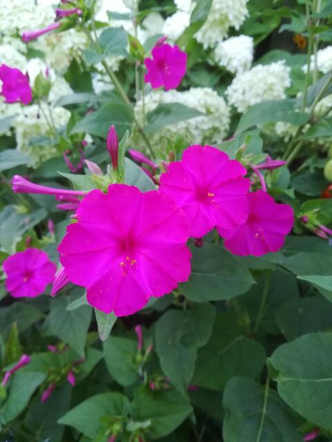 Wunderblume