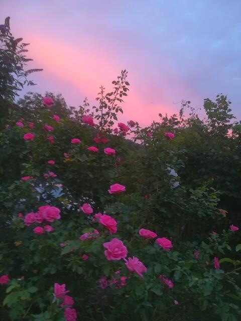 Rosen im Abendrot