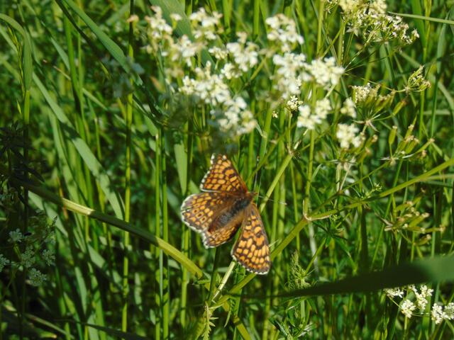 Der euch bereits vorgestellte Perlmuttfalter (?), vielleicht sogar der Mädesüß-Perlmuttfalter, der seine Eier an Mädesüß ablegt. Perlmuttaflter sind in der Liste von BW als stark gefährdet geführt.