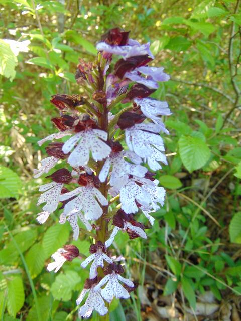 Hier eher eineHybridenart eines Purpurknabenkrautes