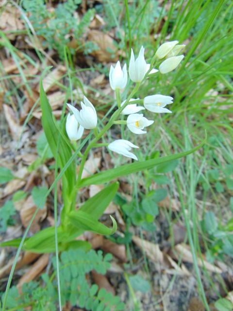 ...und kurz darauf am selben Waldhain sahen wir dieses Langblättrige Waldvögelein, ...
