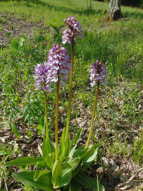 ... und hier ein besonders schönes Exemplar!