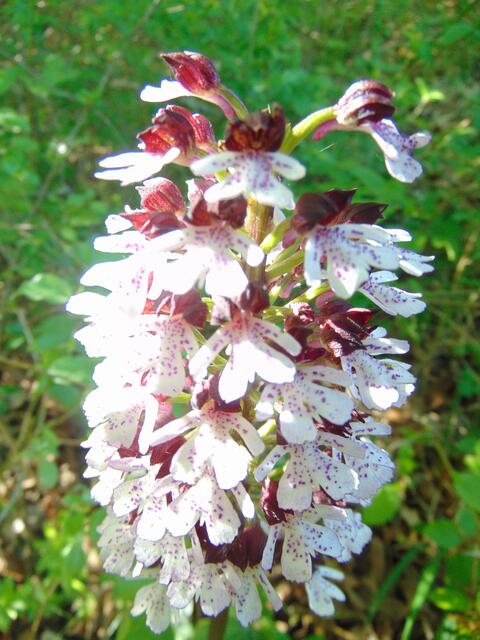 Und nochmals in der Vergrößerung