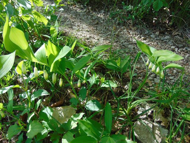 Plötzlich kamen wir an große Bestände von Echtem Salomonsiegel, einem giftigen Spargelgewächs.