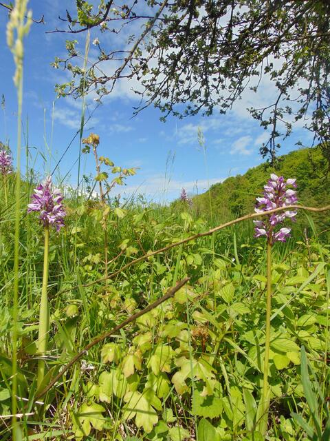 Und bald blühten immer mehr Knabenkräuter und andere Orchideenarten.