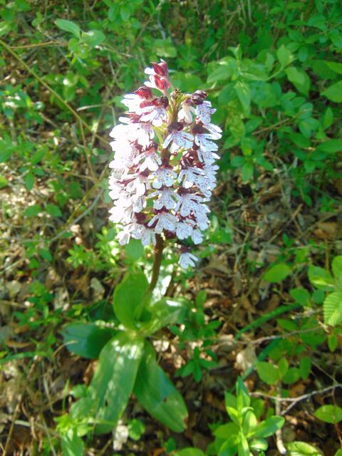 Hier wahrscheinlich das breitblättrige Knabenkraut, wobei sich immer wieder auch Hybriden bilden.