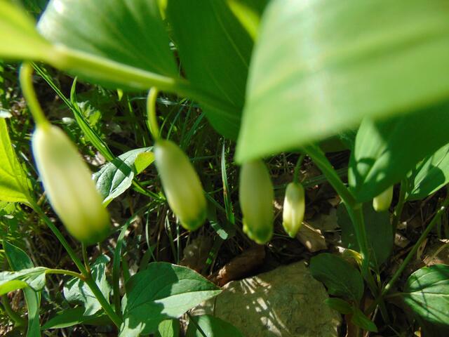 Die Blütenstengel vom Echten Salomonsiegel neigen sich immer stark zum Boden.