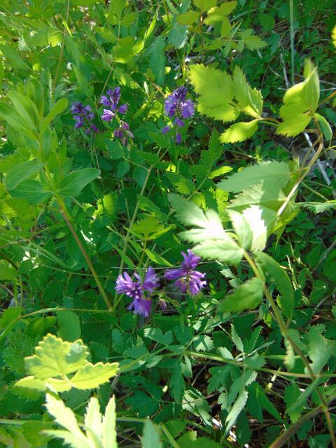 Eine sehr kleine Blume auf Magerwiesen aus der Familie der Kreuzblütler, die leider daher oft "zusammengetrampelt"wird: Schopfige Kreuzblume oder auch Schopf.Kreuzblümchen  (Polygala comosa) genannt
