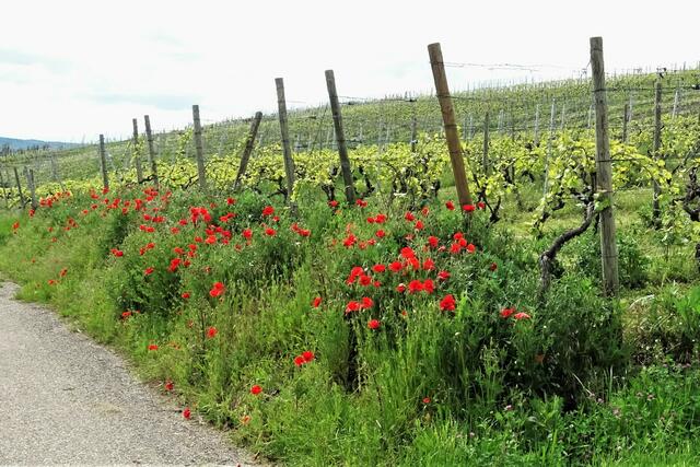 Mohnblüte beim Affaltracher Salzberg. ( Pfingstmontag 2021)
