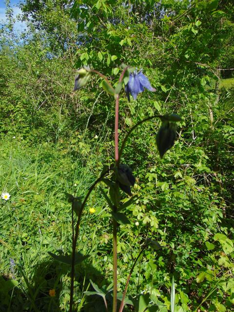 ... und auch eine erste wilde Akelei zeigte sich dort am Wiesenrand.