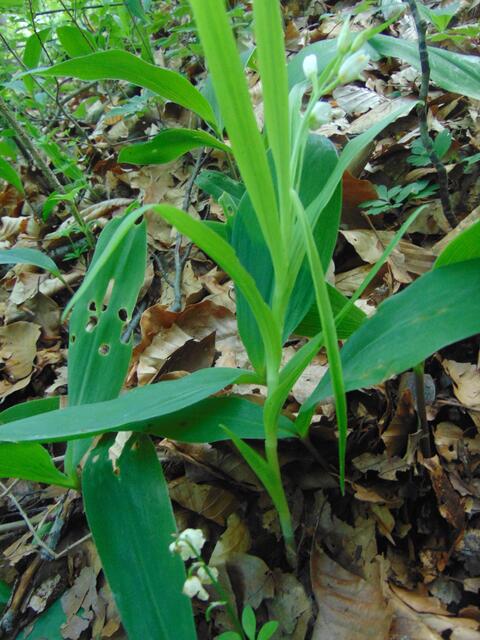 Im Wald stand (unten am Rand) ein blühendes Maiglöckchen und direkt dahinter ein weißes Waldvöglein (oben Blüte eher rechts geneigt)