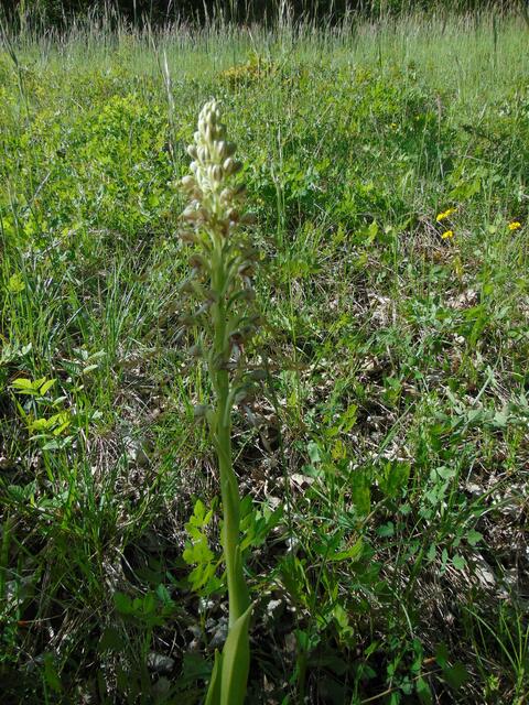 Eine Orchis noch im knospigen Zustand.                        Das kann eine Ragwurzart oder eine Bocks-Riemenzunge sein, eher das Letztgenannte.