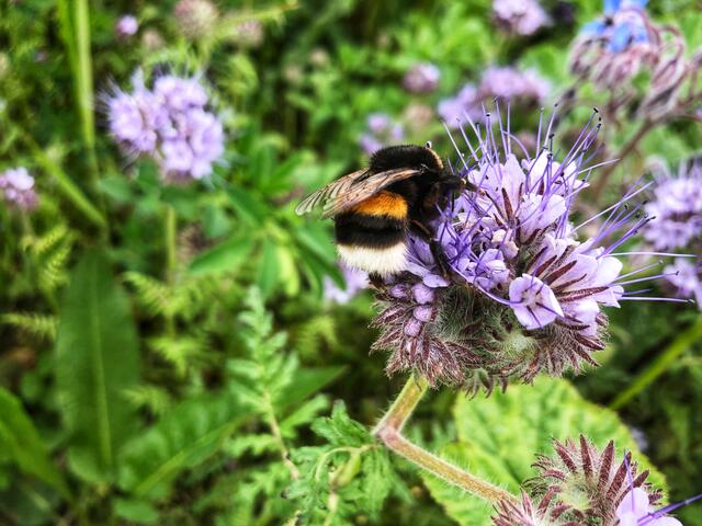 Gartenhummel auf Kornblume