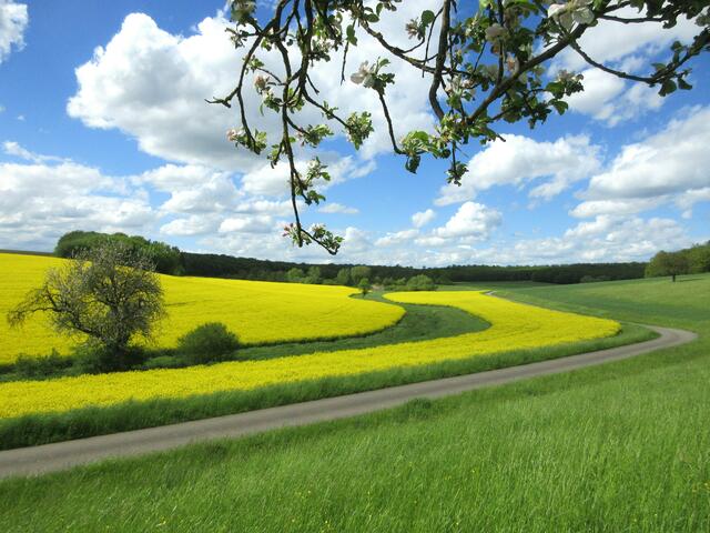 Ausblick unterm blühenden Apfelbaum