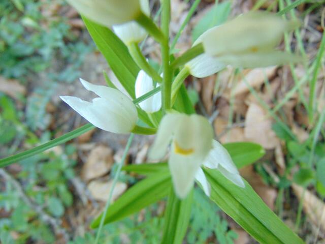 ... dessen Blüten immer nach unten zeigen und das eher im Halbschatten von Buchenwäldern gedeiht.