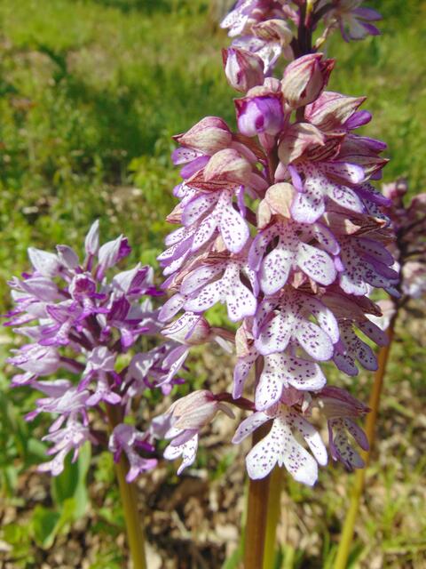 ... und in der Vergrößerung.