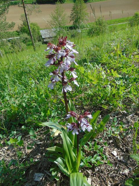 Noch eine Orchis-Schönheit