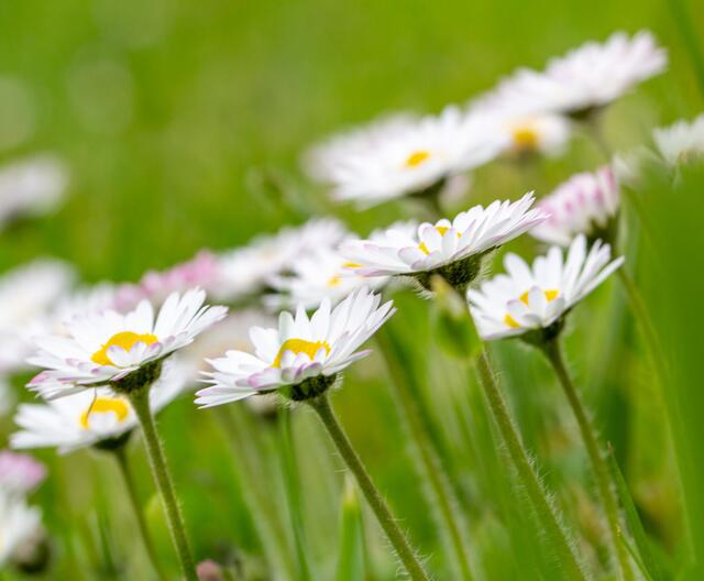 Der Sonne entgegen, Gänseblümchen