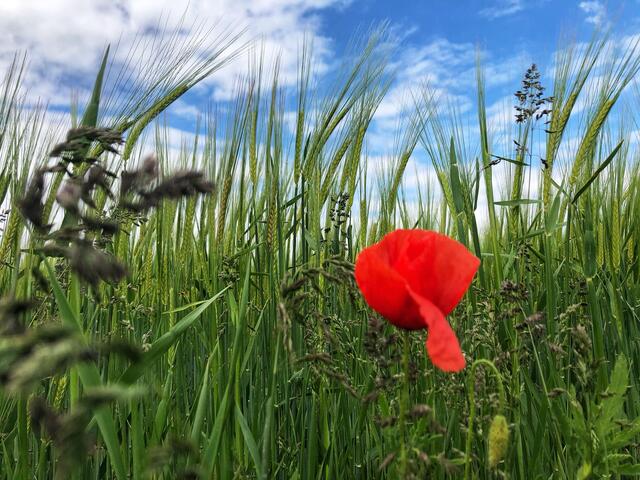 Kulturbegleiter seit der Steinzeit: Klatschmohn