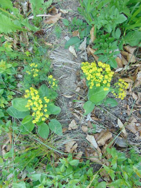 Am Waldrand entdeckte ich diese Wolfsmilchart...