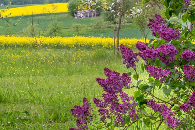 Die Farben des Frühlings, Mostbirnenweg