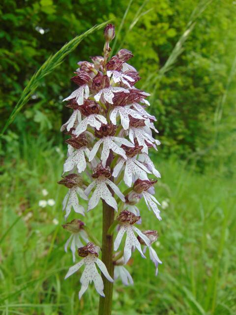 Am Muschelkalkhang ließ das erste Purpur-Knabenkraut nicht lange auf sich warten.